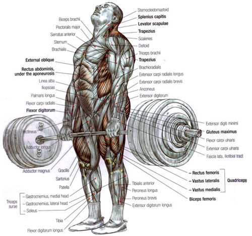 muscles-used-deadlift